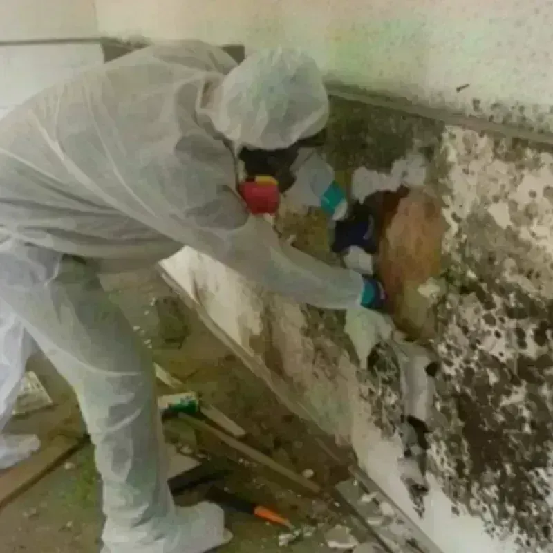 Mold Remediation and Removal in Sunray, TX